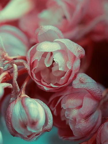 Rustieke Knop