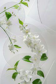 Bijou de jasmin - Une œuvre d'art florale délicate pour une décoration intérieure aromatique sur Poster Art Shop