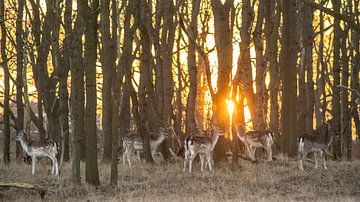 Herten in het AWD van Dirk van Egmond