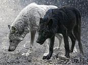 ivory and ebony by Joachim G. Pinkawa thumbnail