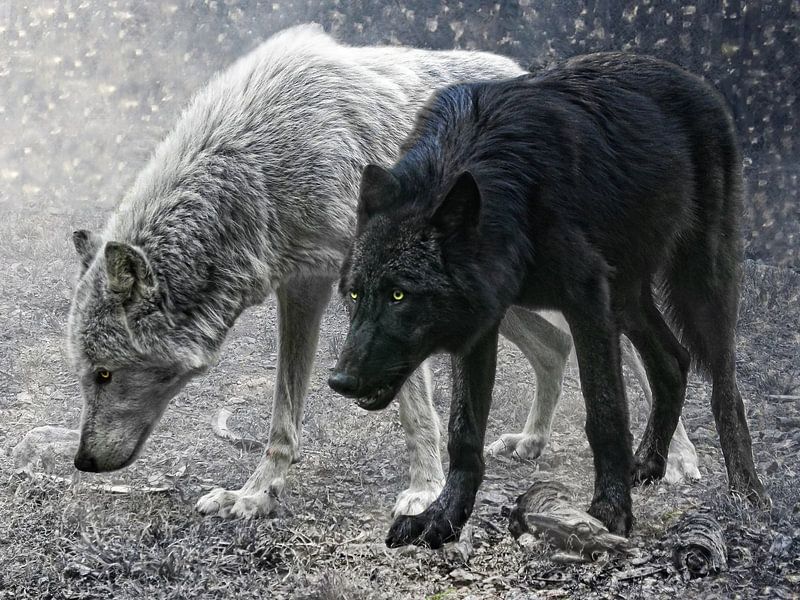 ivory and ebony by Joachim G. Pinkawa