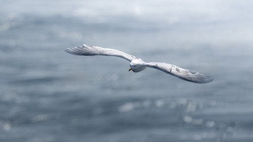 Großer Bürgermeister auf See