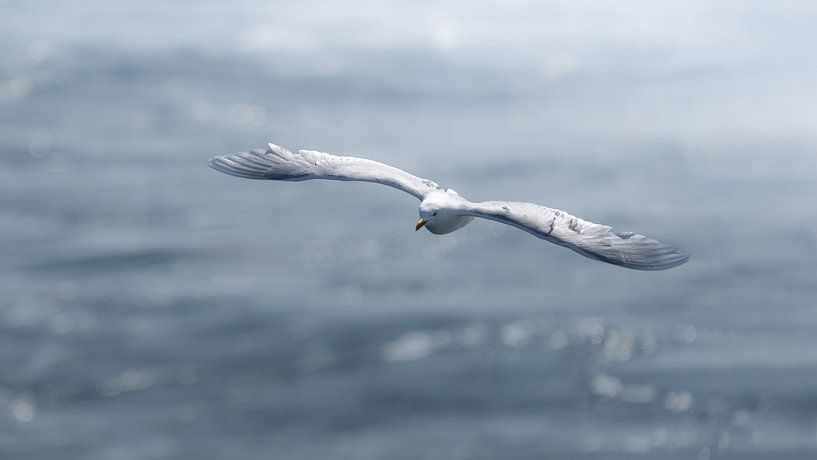 Big mayor at sea by Anges van der Logt
