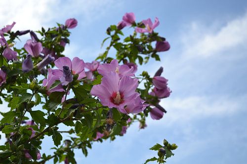 blue sky,purple love