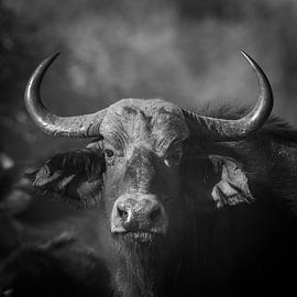 Büffel von Omega Fotografie