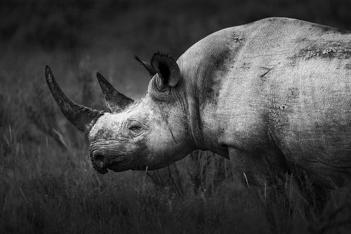 Guardian of the savannah