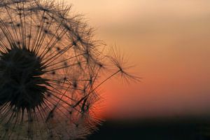 Paardebloem bij zonsondergang  sur Angela Wouters