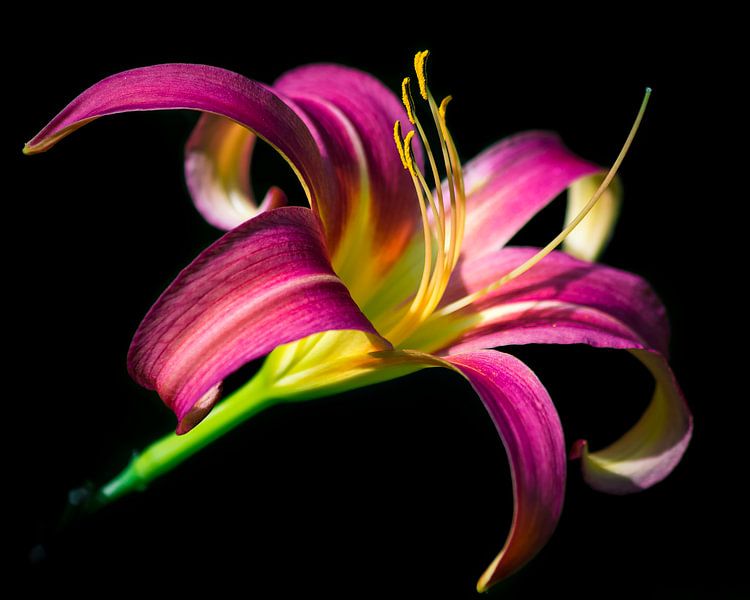 Amaryllis par Erwin Gorter