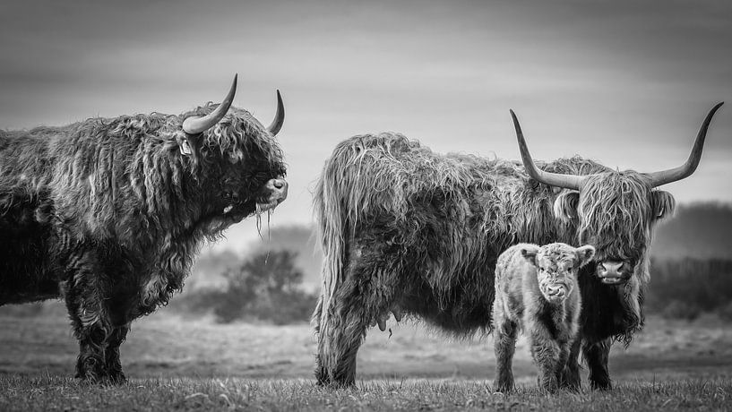 Schotse hooglander vader en moeder met kalf van Dirk van Egmond