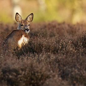 Ree op de heide bij Hilversum van Ruud Lobbes