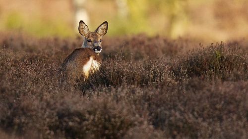 Ree op de heide bij Hilversum