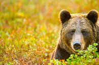 Portret van een bruine beer van Sam Mannaerts thumbnail