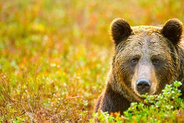 Portret van een bruine beer