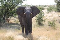 Approaching elephant in Botswana, Africa | Wildlife photography by Phillipson Photography thumbnail