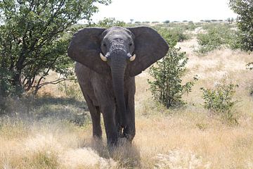 Aanstormende olifant in Botswana, Afrika | Wildlife fotografie