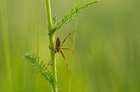 Maternity web spider - Pisaura mirabilis