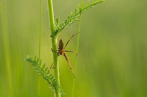 Maternity web spider - Pisaura mirabilis