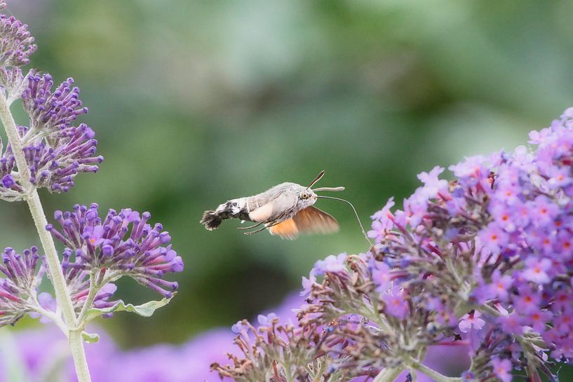 oil moth by WeVaFotografie