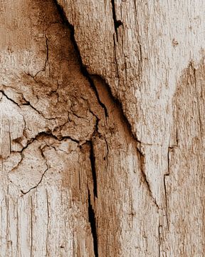 Wrinkles of weathered tree
