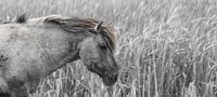 Konik Pferd | Oostvaardersplassen von Ricardo Bouman Fotografie Miniaturansicht