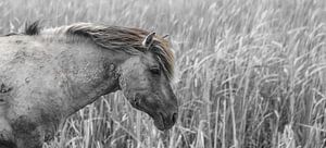 Cheval Konik | Oostvaardersplassen sur Ricardo Bouman Photographie