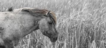 Konik Pferd | Oostvaardersplassen von Ricardo Bouman Fotografie