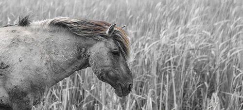 Konik horse | Oostvaardersplassen