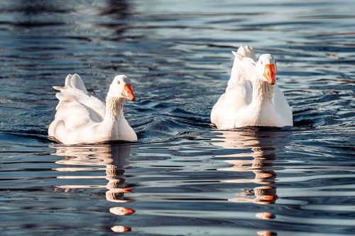 Ganzen Duo op Water Spiegeling in Harmonie