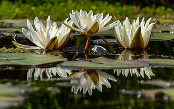 Bloeiende waterlelie, spiegeling op het water. van Marjolein Zijlstra