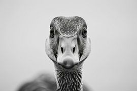 Oie sur Poster Art Shop