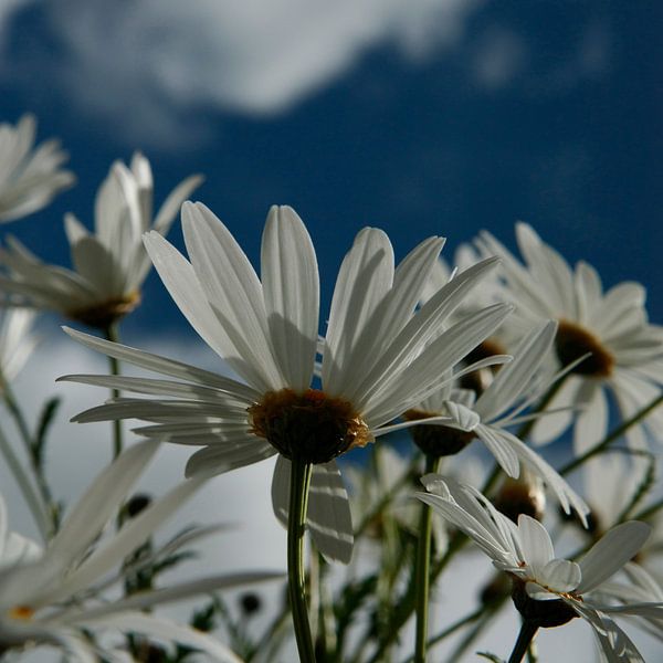 Weiße Gänseblümchen von Simone Meijer