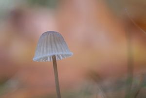 paddenstoel enkel van natascha verbij