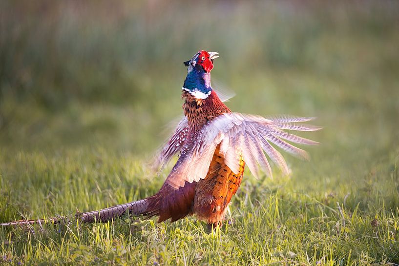 Pheasant with flapping wings by Pieter Struiksma