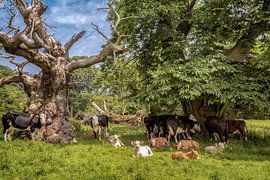 A break after dinner by Lars van de Goor