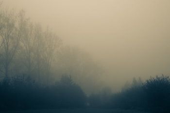 Erwachende Bäume im Morgenlicht. Monochrom.