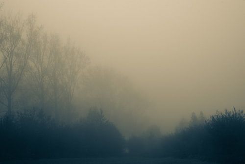 Het ontwaken van bomen in het ochtendlicht. Monochroom.