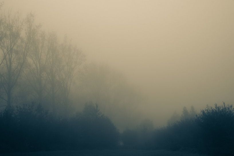Awakening trees in the morning light. Monochrome. by Femke den Hollander