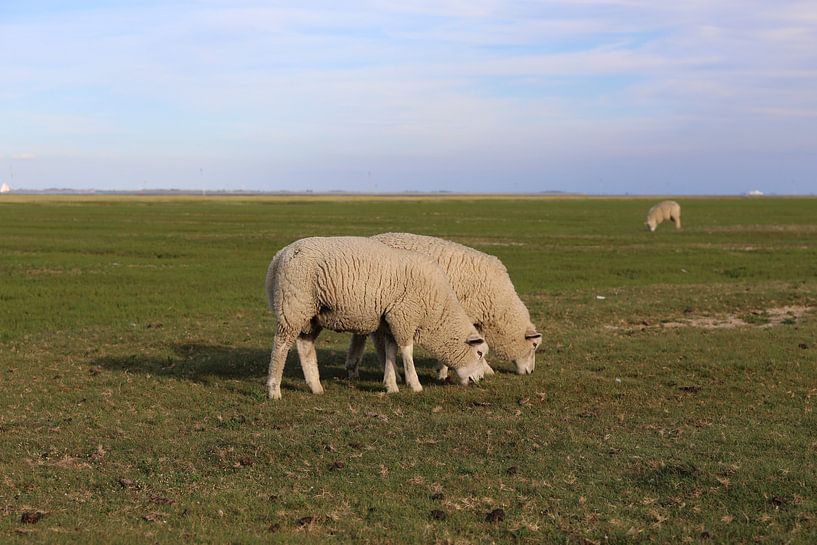 Moutons en train de paître sur l'île de Pellworm en mer du Nord par Christine aka stine1