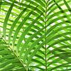 Frische grüne Palmblätter von AS Photography