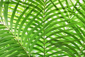 Fresh green palm leaves