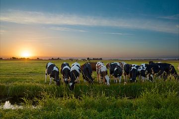 Sonnenuntergang mit Kühen im Polder von Martin Bredewold