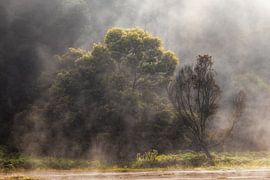 Foggy Mountain Forest @ Golden Hour