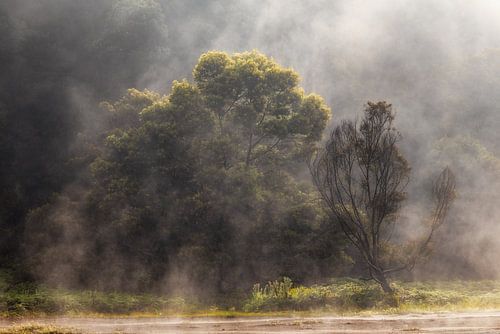 Foggy Mountain Forest @ Golden Hour
