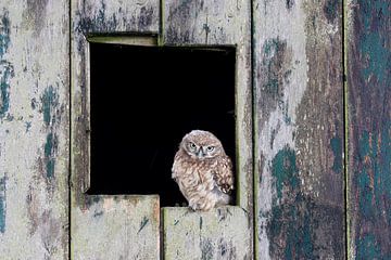 Steenuil (Athene noctua) van Ronald Pol