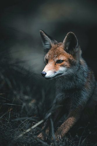 Fox in the Amsterdam Water Supply Dunes