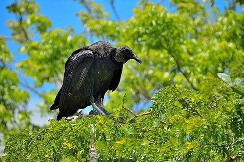 Zwarte gier in de Everglades