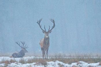Winterliche Atmosphäre