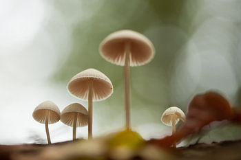 Mushroom