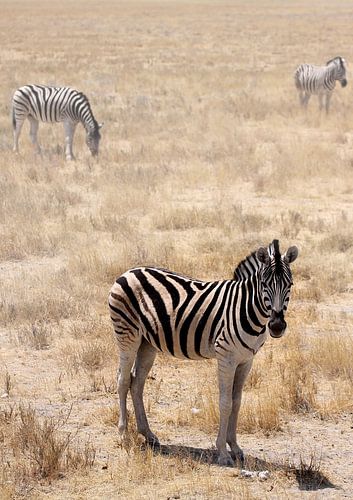 zebra in Okaukuejo