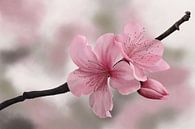 Japanese Cherry Blossoms by Tanja Udelhofen thumbnail